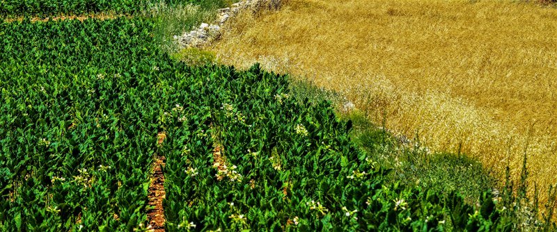 Farmer examining green healthy crops in an organic agricultural farm