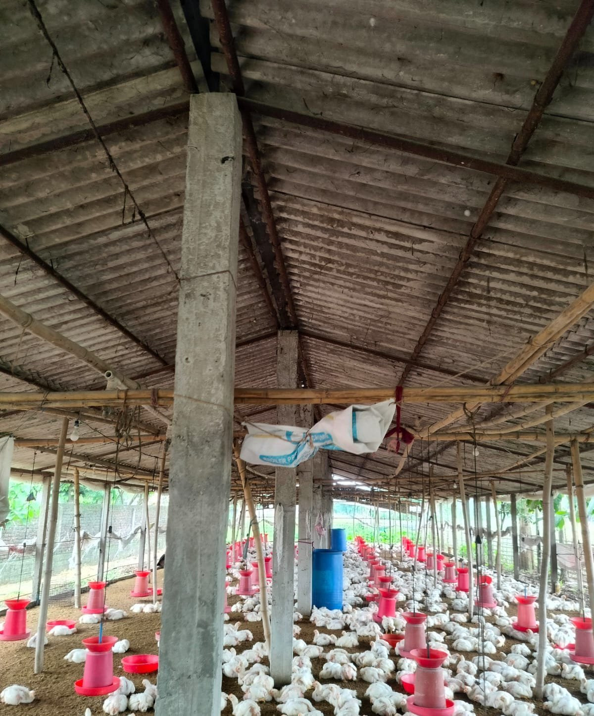Poultry Management and Brooding Care